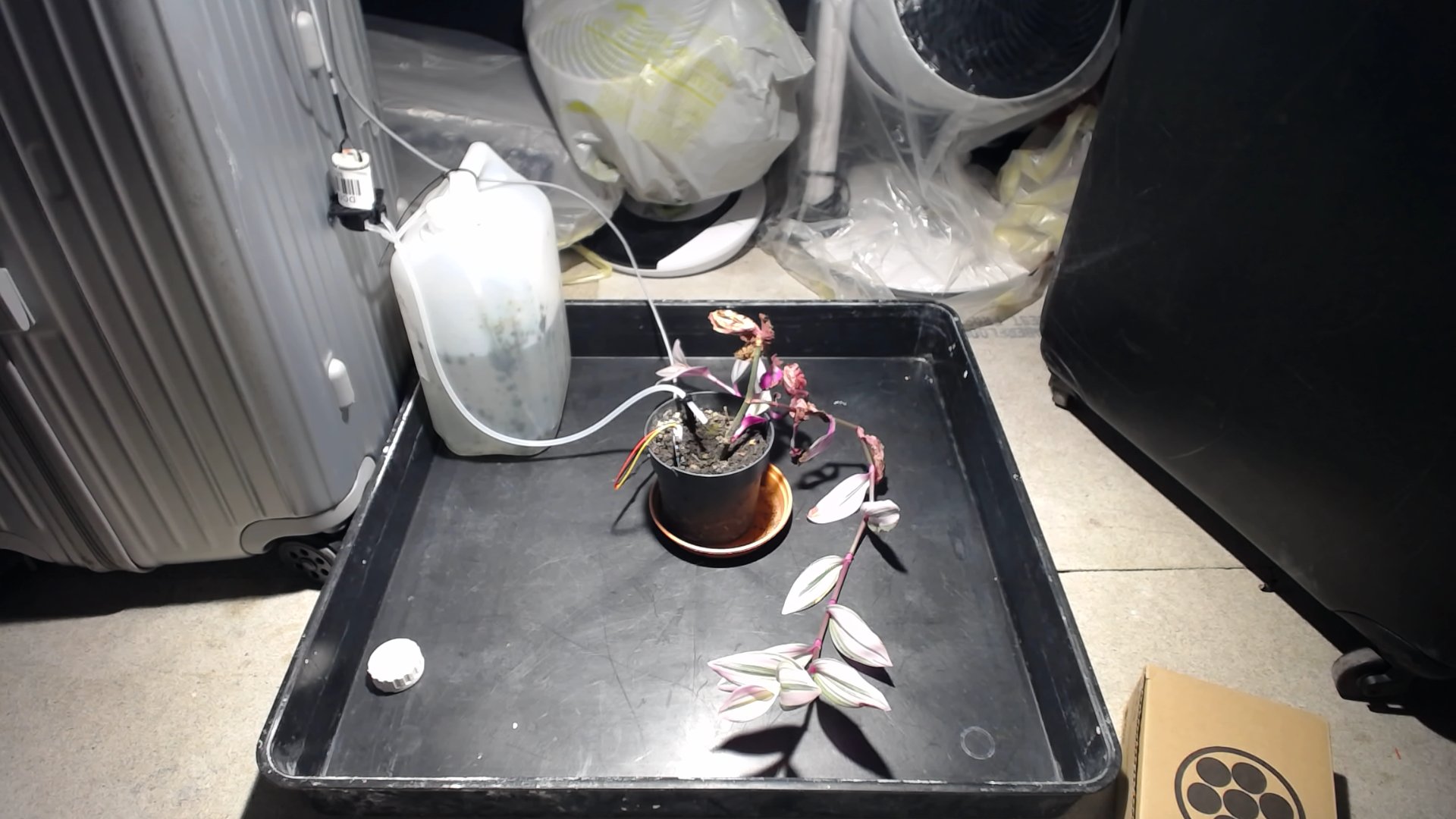 Plant specimen 2026-05-05
